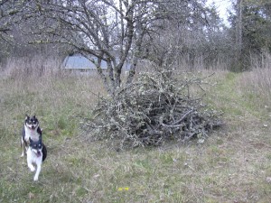 Branch pile