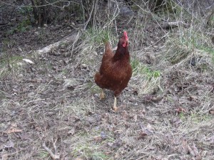 Ren the Hen