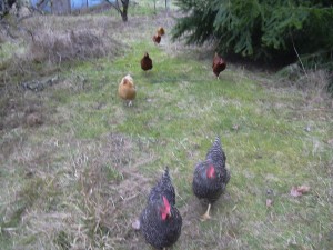 Chicken Run