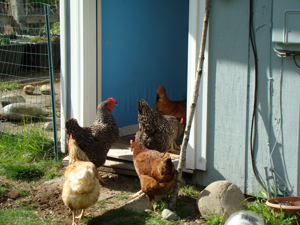 Garden 107