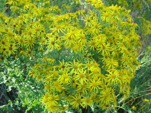 tansy-ragwort